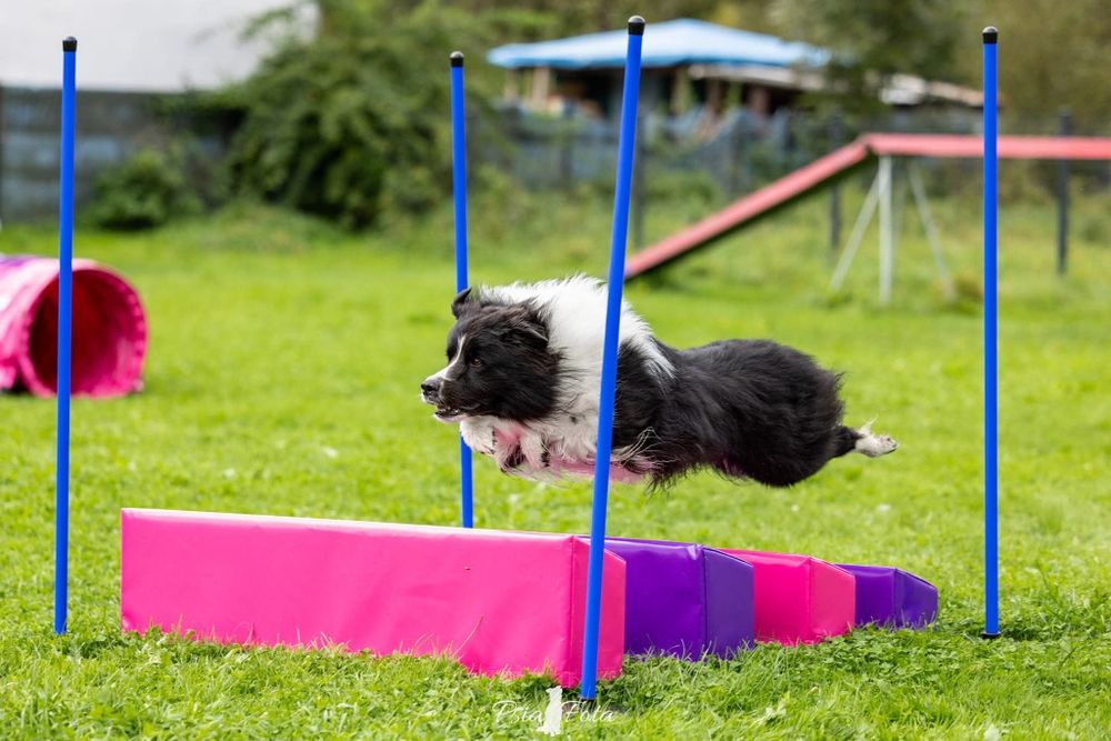 Zoopsycholog behawiorysta psów i kotów szkolenie szkoła dla psów