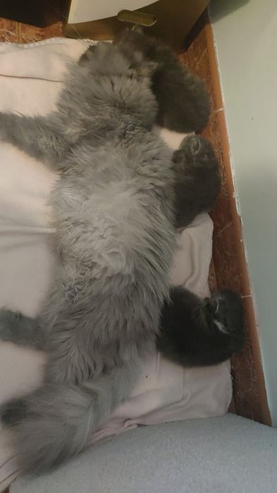 Persa tartaruga azul