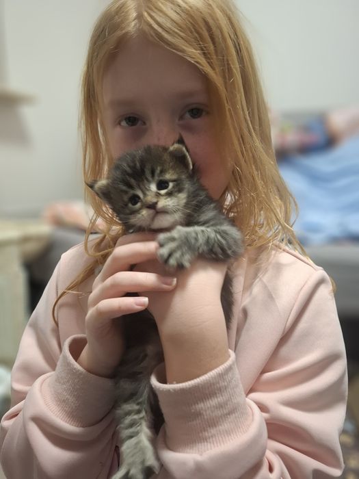 Przepiękny czarny pręgowany Maine Coon Rodowód FPL