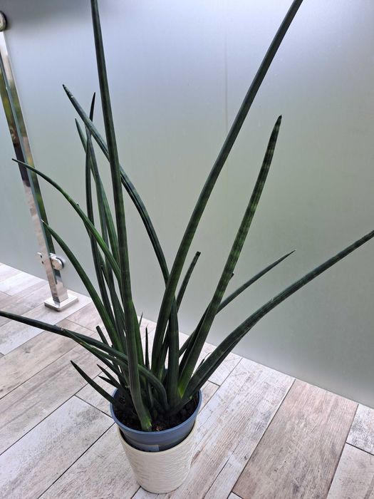 Sansewieria walcowata cylindryczna