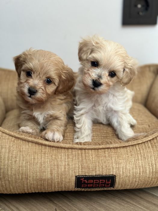 Дівчинка і хлопчик мальтіпу