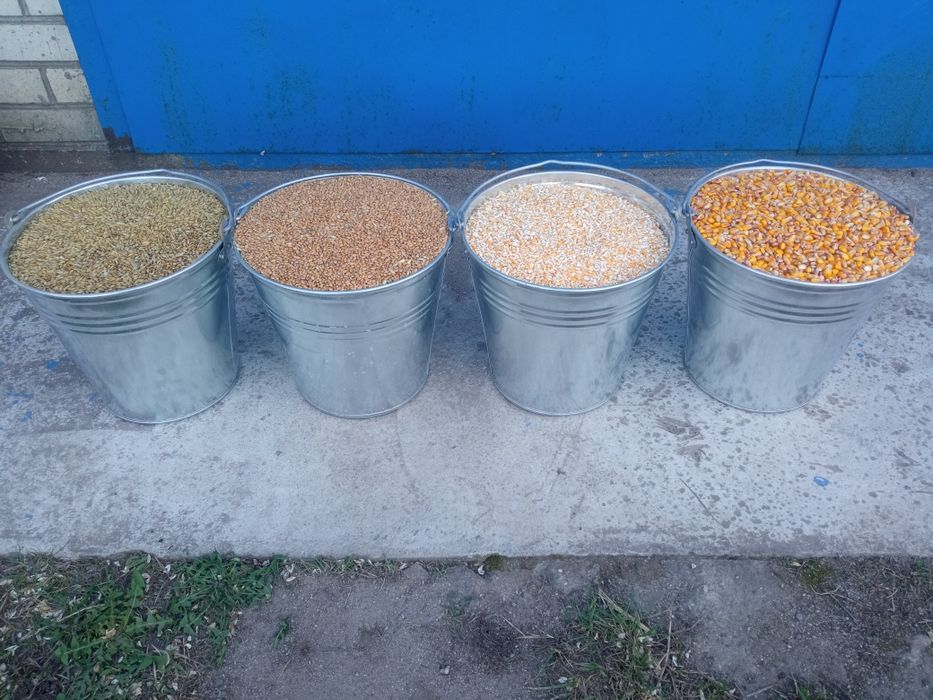 Кукурудза.Пшениця