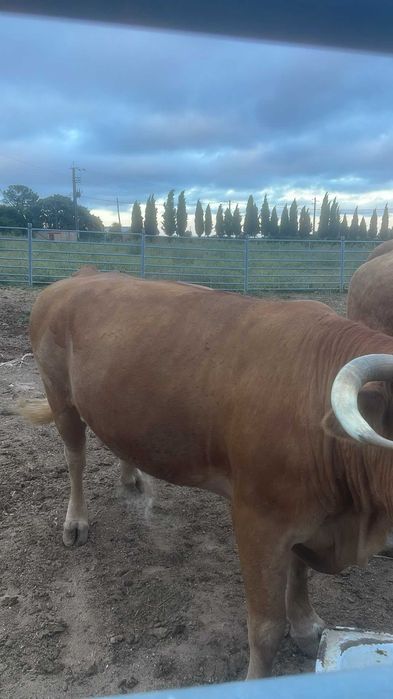 Vacas limousine .
