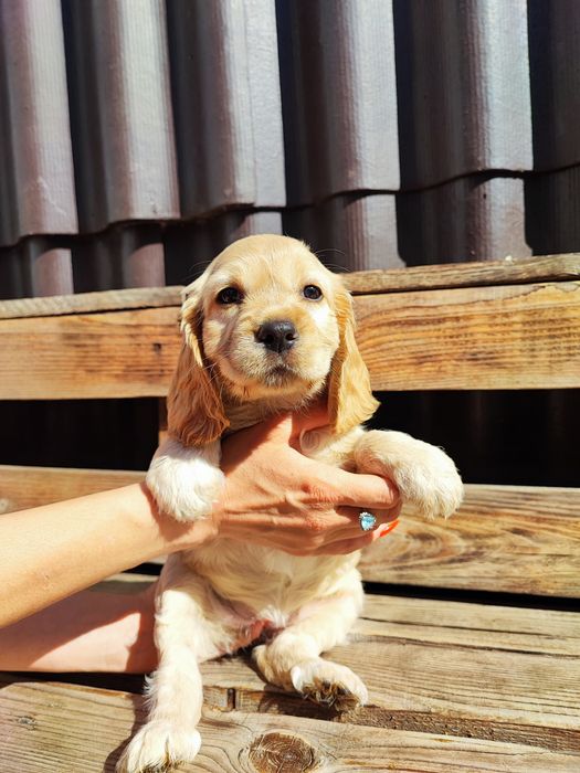 Ласковая девочка спаниель ищет семью