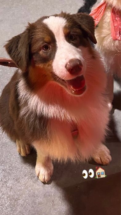 Pastor australiano com LOP