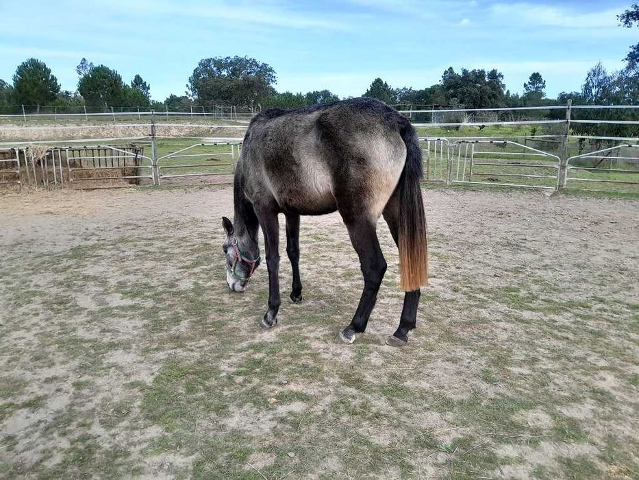 Linda poldra PSL Lusitana Pura