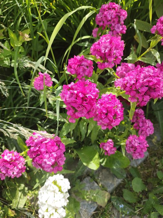 Rośliny ogrodowe sadzonki duże byliny