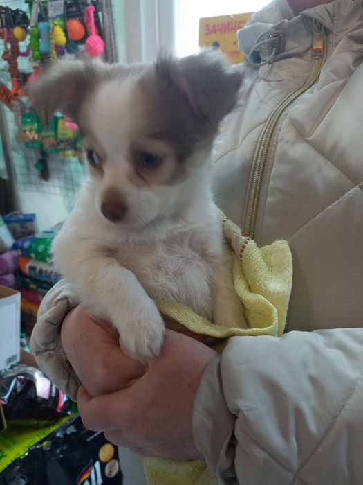 Продаю  цуцен Чихуахуа.