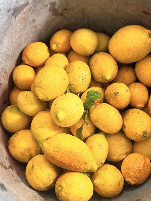 Limoes caseiros
