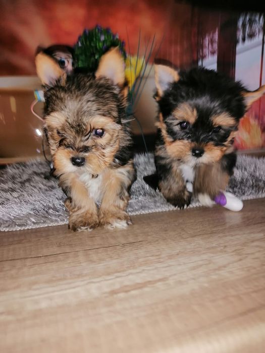 Yorkshire terrier