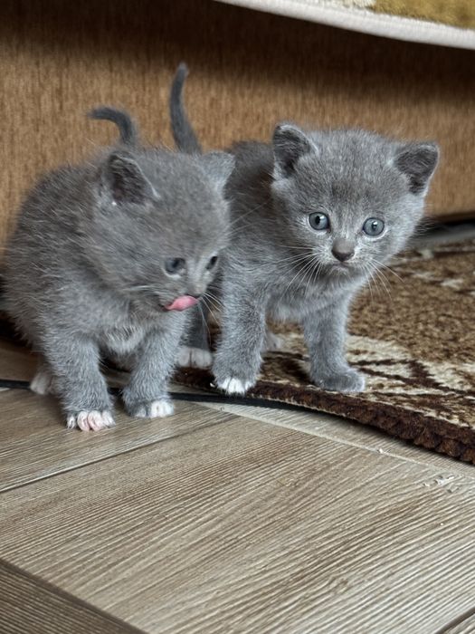 Шотландські кошенята