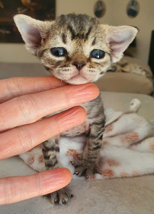 Kot Devon Rex Kociak Devon Devonek Rex Kociak Panterka