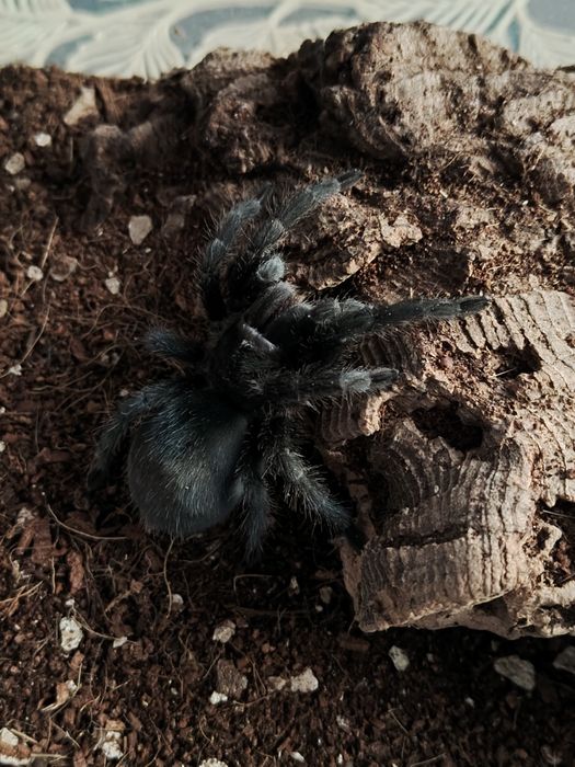 Ptasznik samica gramostola pulhra