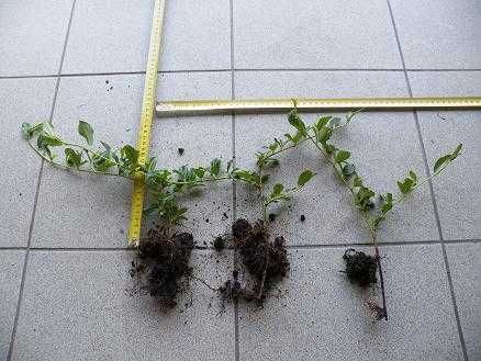 Irga Dammera Major - roslina kopana z gruntu