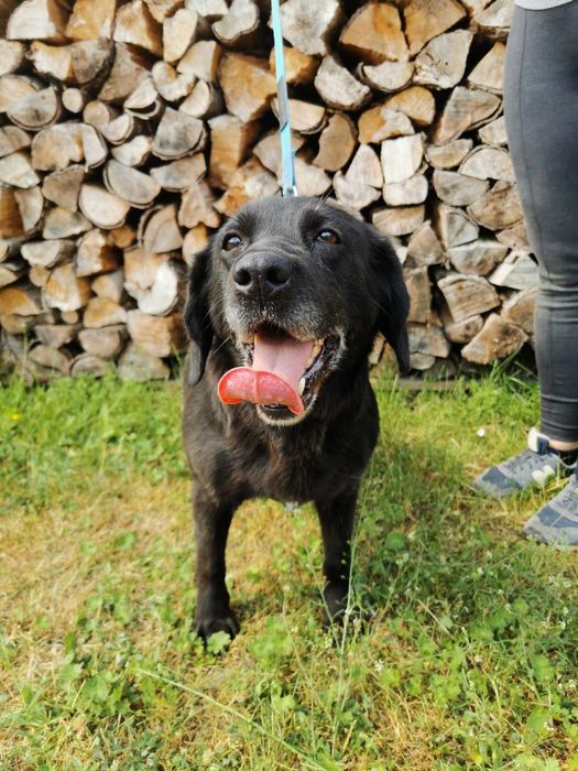 Negra sunia do adopcji