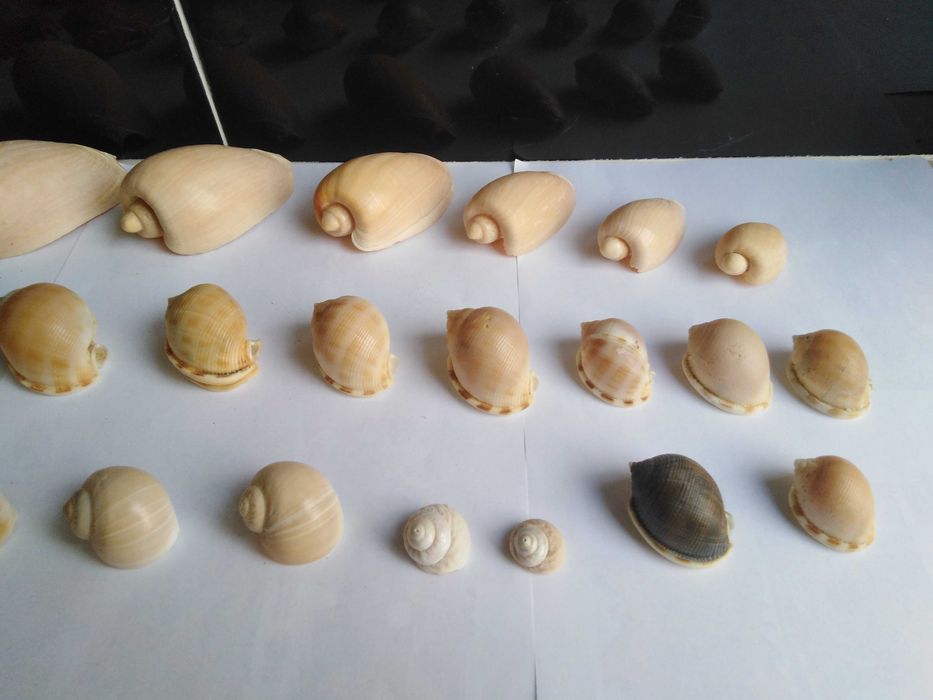 Conjunto de 62 Conchas e 24 Pequenos Búzios.