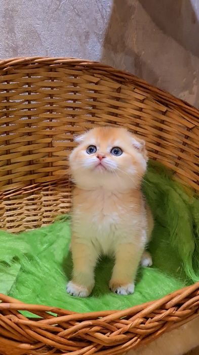 Шикарный котик готов к переезду