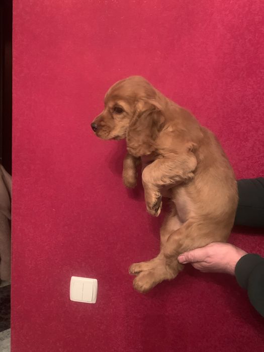 Продам цуценят Кокера