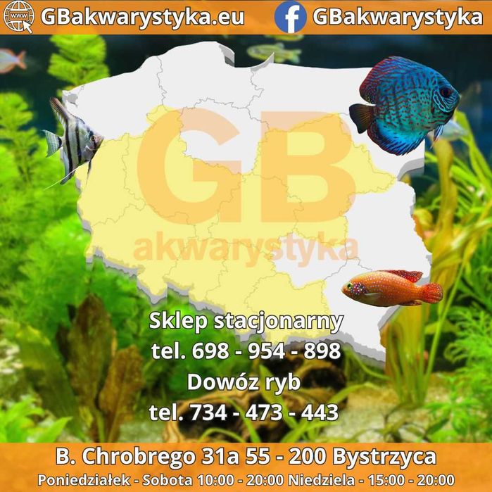 GB Gupik Snow White - dowóz ryb!