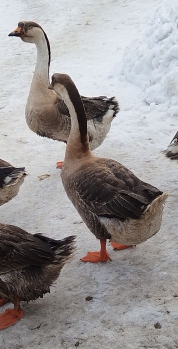 Gęsi garbonose młode dwa samce