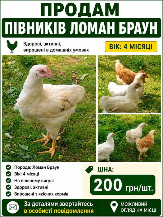Продам півників  Ломан Брауун
