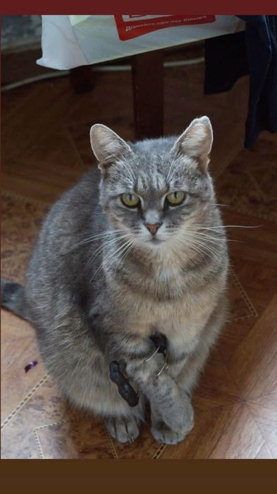 Ищем дом или передержку кошке