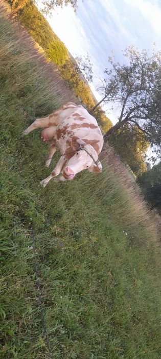 Sprzedam krowę simentalską
