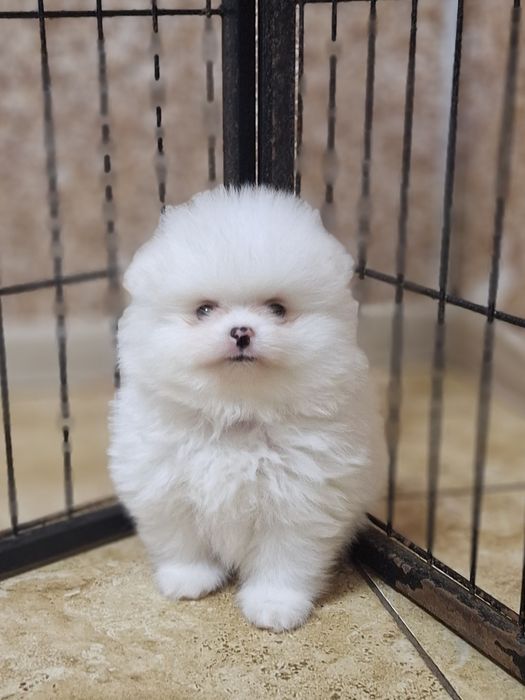 Лучик счастья.Померанский шпиц.