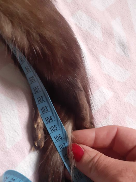 Piekny szal z lisa z nogami.