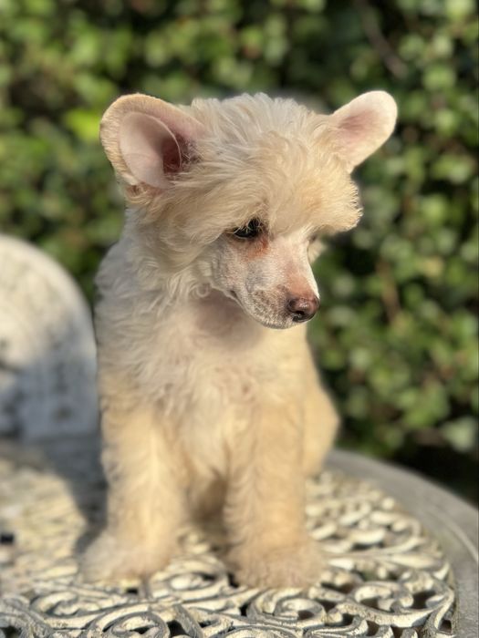 TEGAN owłosiony chiński grzywacz-powder puff Łomianki