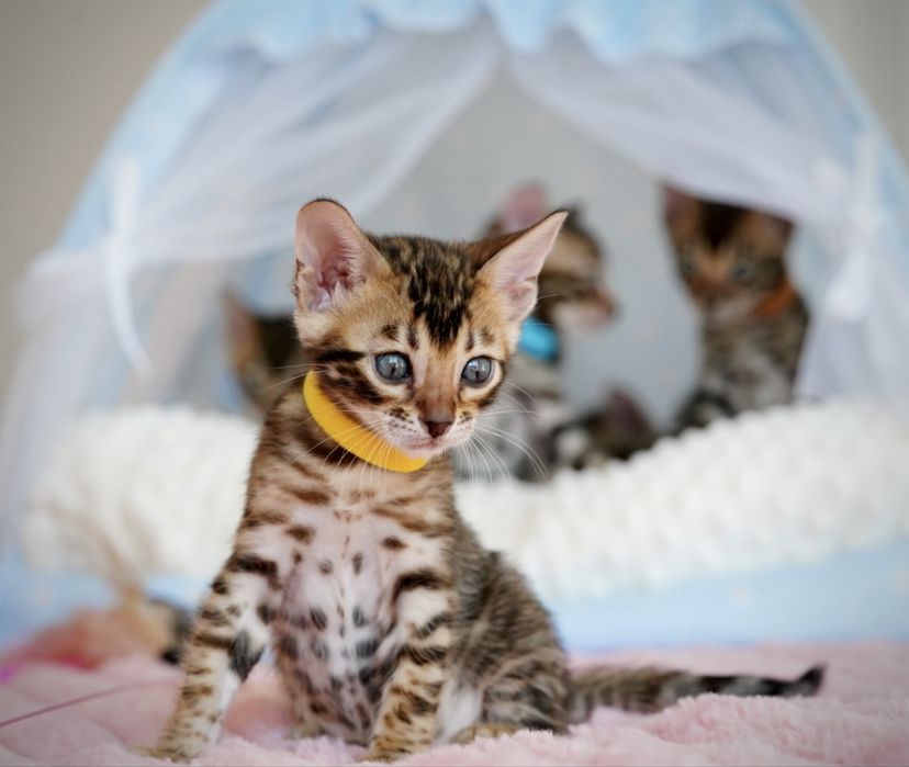 Бенгальські кошенята