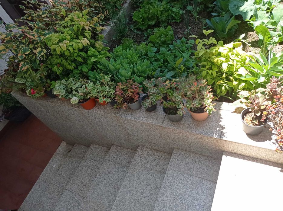 Vendo vasos de  suculentas a preço muito acessível.