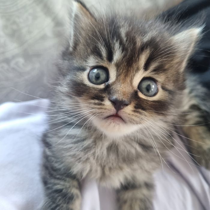 Віддамо чудових кошенят