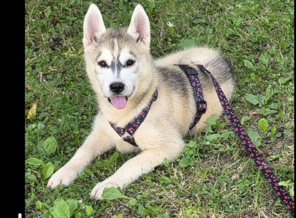 Siberian Husky- zapraszamy do zakupu pięknych maluszków :)