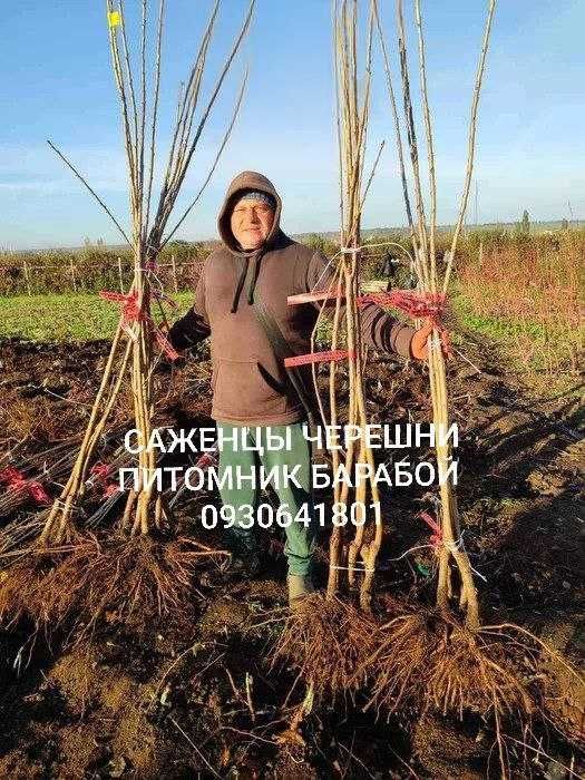 Персик, Персик Инжирный, Нектарин. ОПТ и Розница, Питомник Барабой