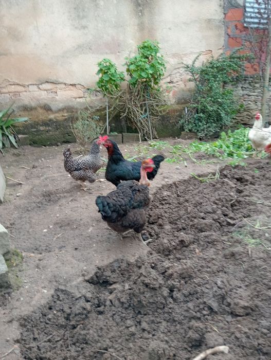 Ovos galados de galinhas caseiras