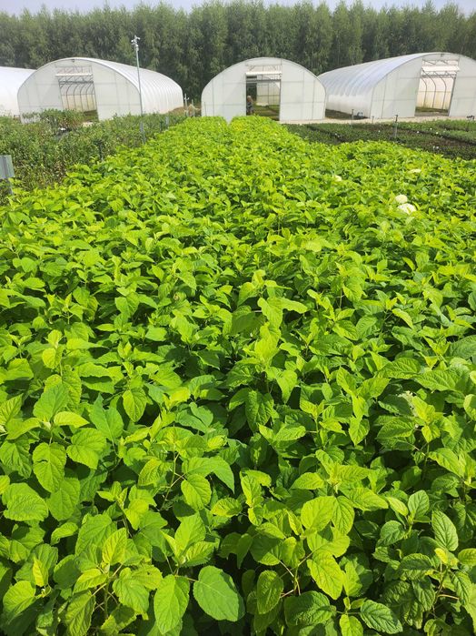 Hortensja krzewiasta Anabelle, bukietowa olbrzymie kwiaty