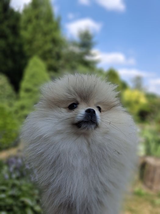 Pomeranian Szpic Miniaturowy