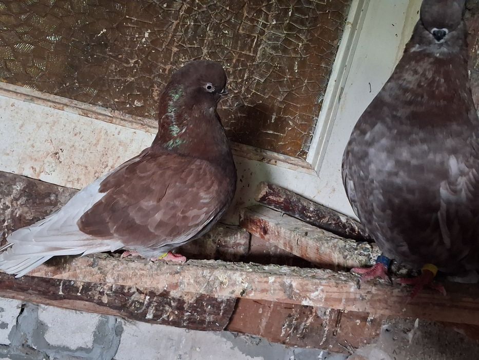 Long face para parzysta