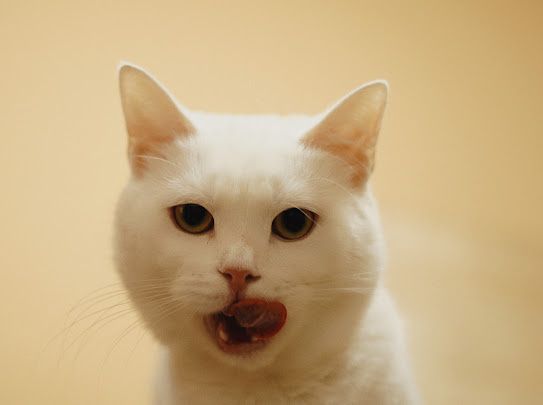 Пристраиваем в добрые руки.