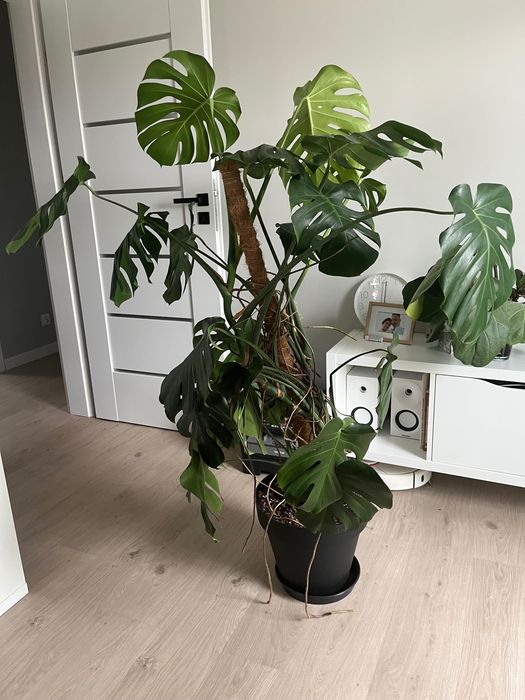Monstera deliciosa