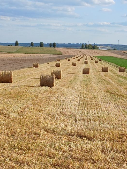 Słoma z mieszanki zbożowej