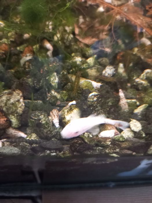 Zbrojnik snow white zamiana