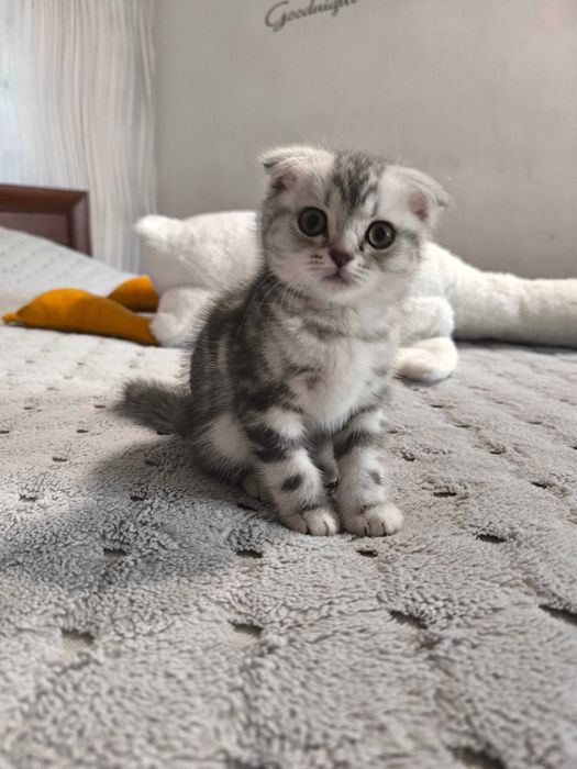 Віддам кошня шотландець
