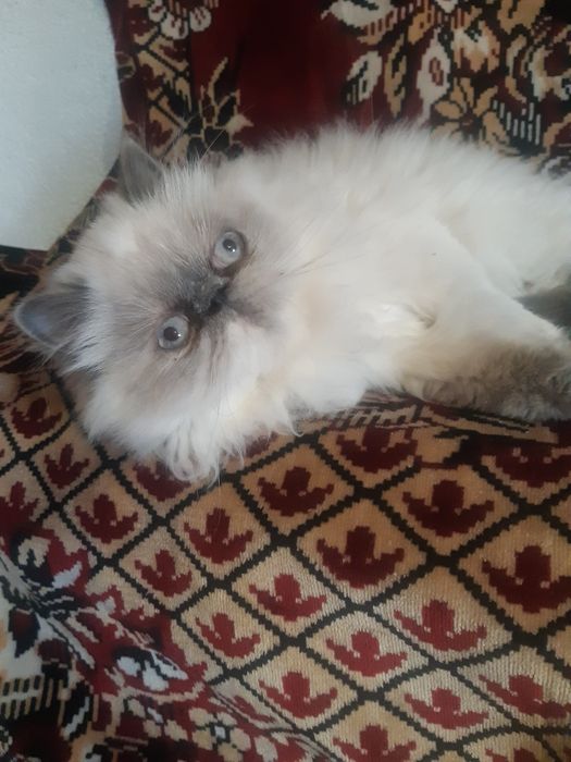 Персидська кішечка