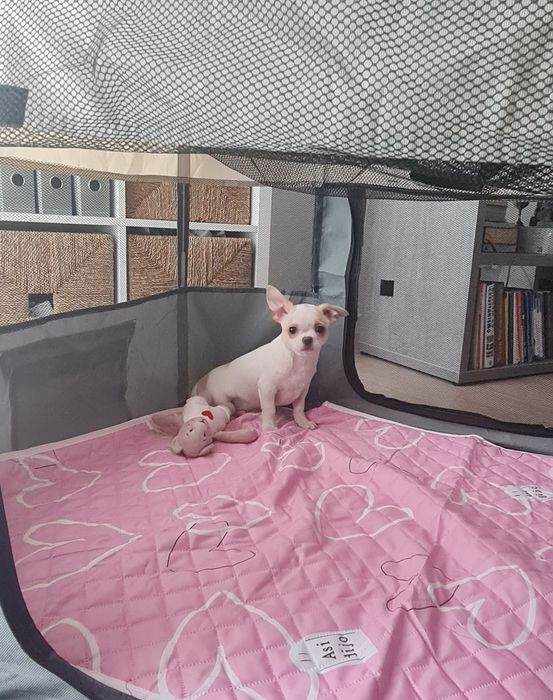 Excelente mini menino Chihuahua/Chiuaua LinhagemRussa de Qualidade