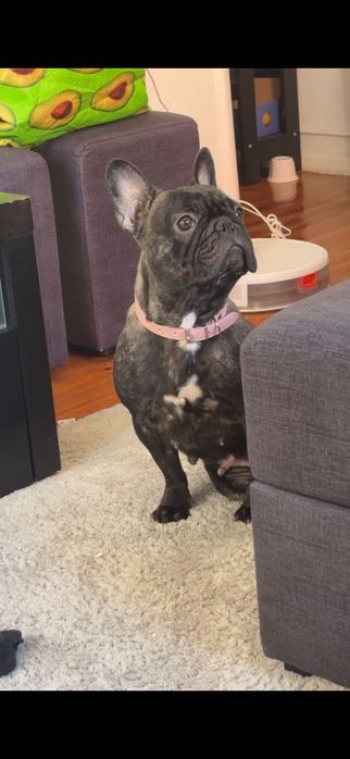 Adoção responsável