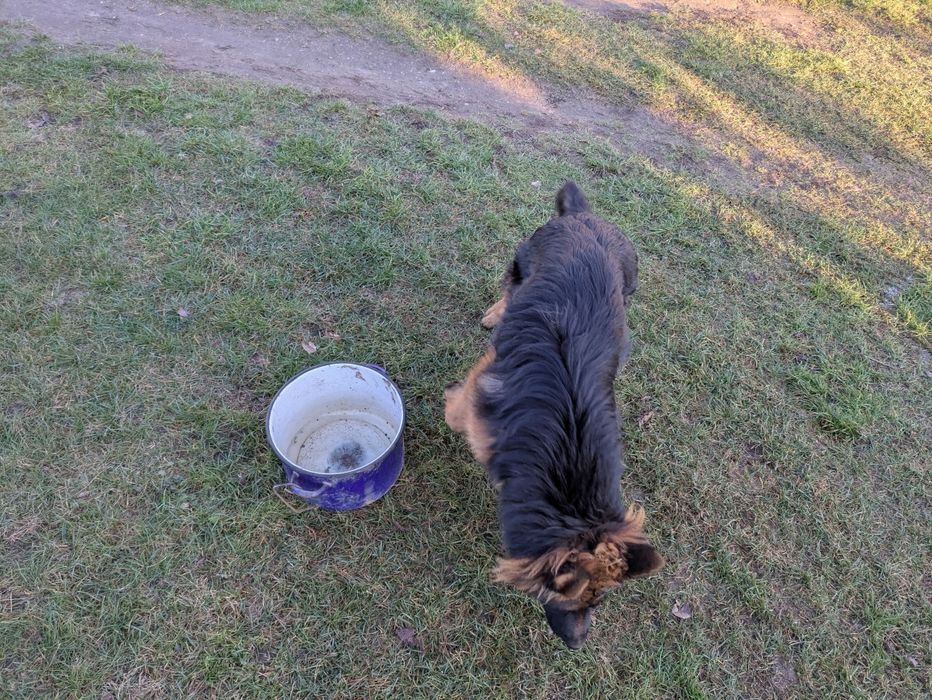 Owczarek niemiecki suka