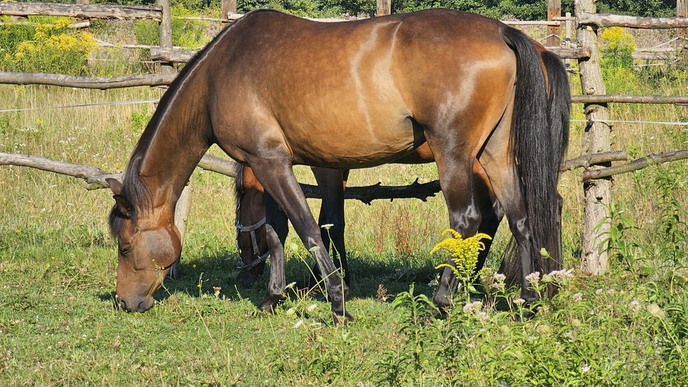 klacz sp gniada  8 lat