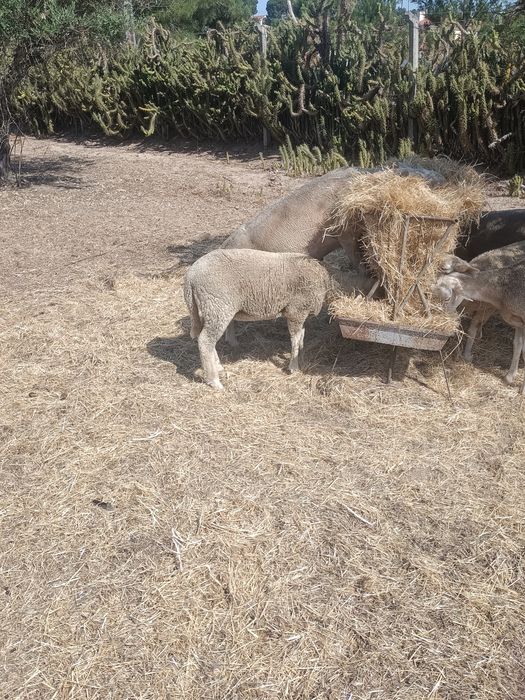 Borregas para venda